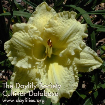 Daylily Brocaded Gown
